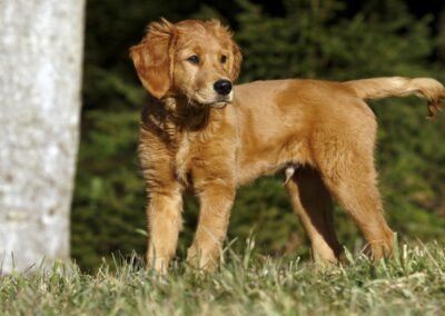 Autumnlight Golden Retriever
