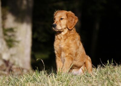 Autumnlight Golden Retriever