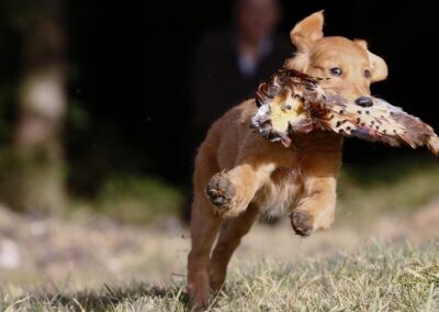 Autumnlight Golden Retriever