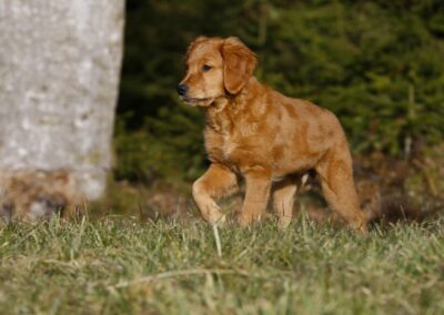 Autumnlight Golden Retriever