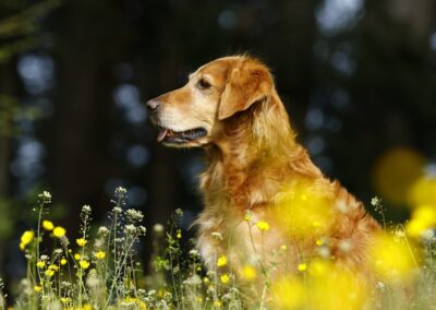 Autumnlight Golden Retriever