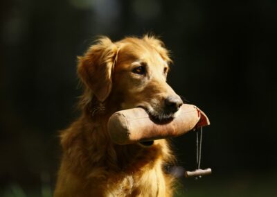 Autumnlight Golden Retriever