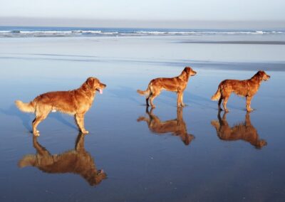 Autumnlight Golden Retriever