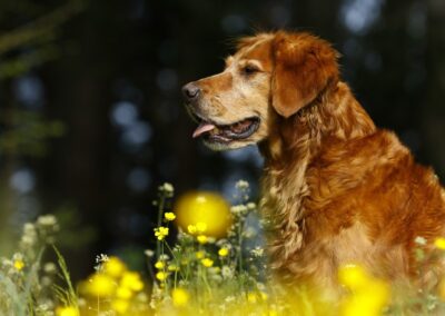 Autumnlight Golden Retriever