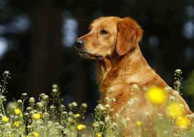 Autumnlight Golden Retriever