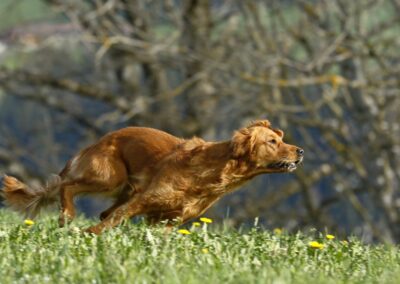 Autumnlight Golden Retriever
