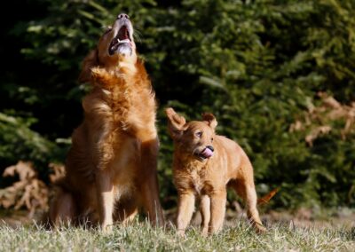 Autumnlight Golden Retriever