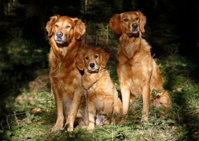 Autumnlight Golden Retriever