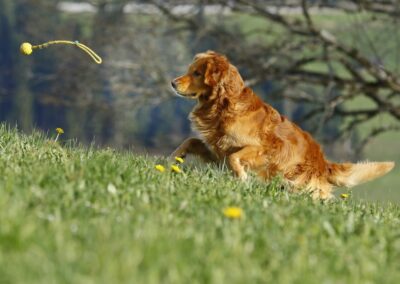 Autumnlight Golden Retriever