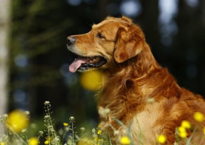 Autumnlight Golden Retriever