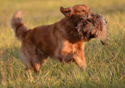 Autumnlight Golden Retriever