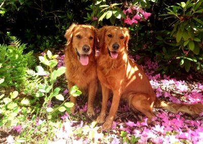 Autumnlight Golden Retriever