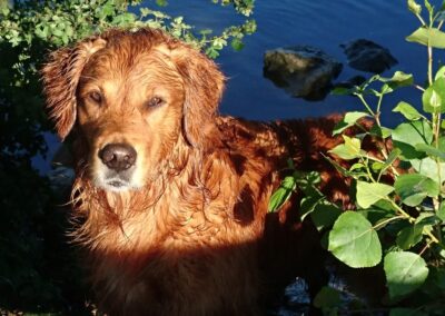 Autumnlight Golden Retriever