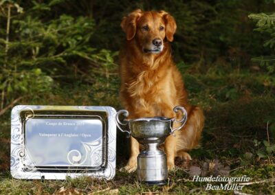 Autumnlight Golden Retriever