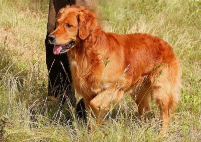 Autmnlight Golden Retriever