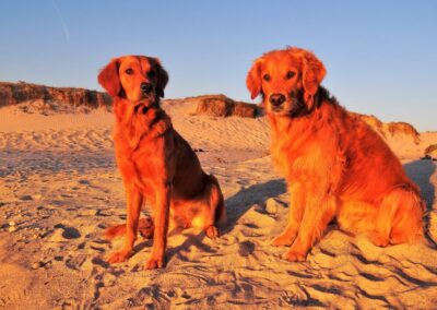 Autumnlight Golden Retriever