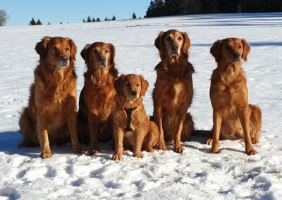 Autumnlight Golden Retriever
