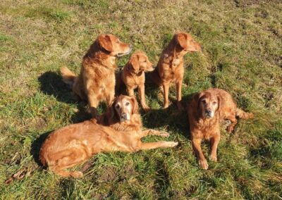 Autumnlight Golden Retriever