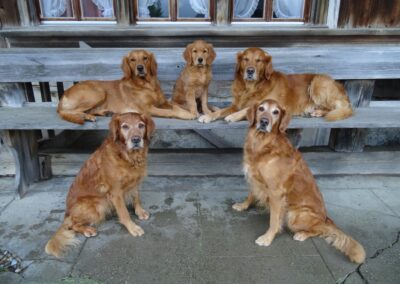 Autumnlight Golden Retriever