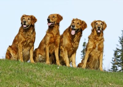 Autumnlight Golden Retriever