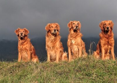 Autumnlight Golden Retriever