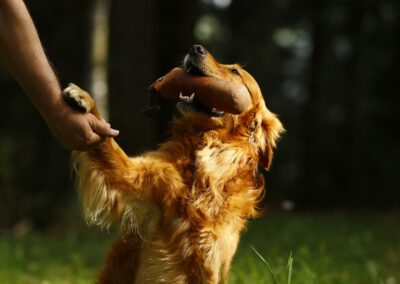 Autumnlight Golden Retriever