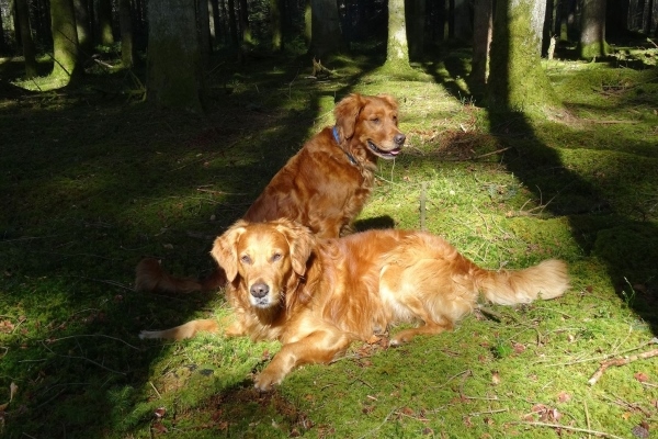 Autmnlight Golden Retriever 