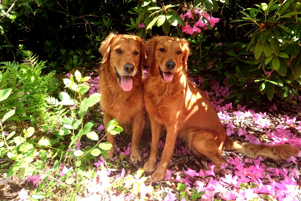 Autumnlight Golden Retriever