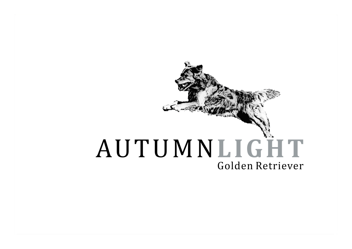 Autumnlight Golden Retriever