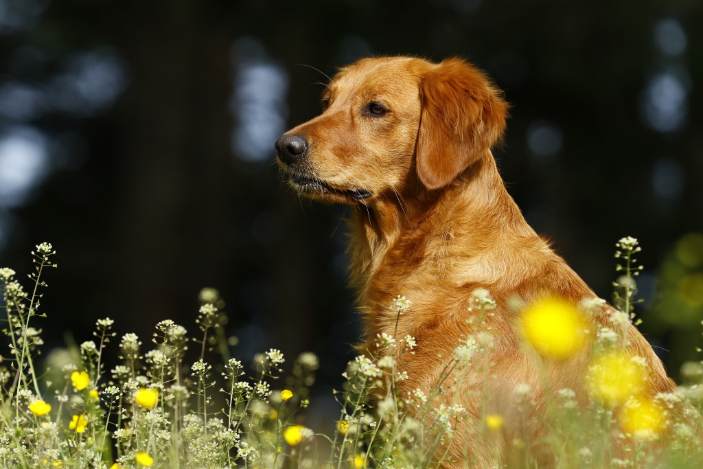 Autumnlight Golden Retriever