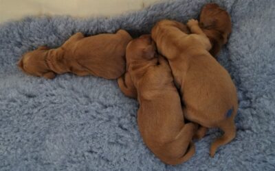 The pups arrived