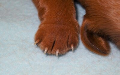 News from the puppies and Jillis