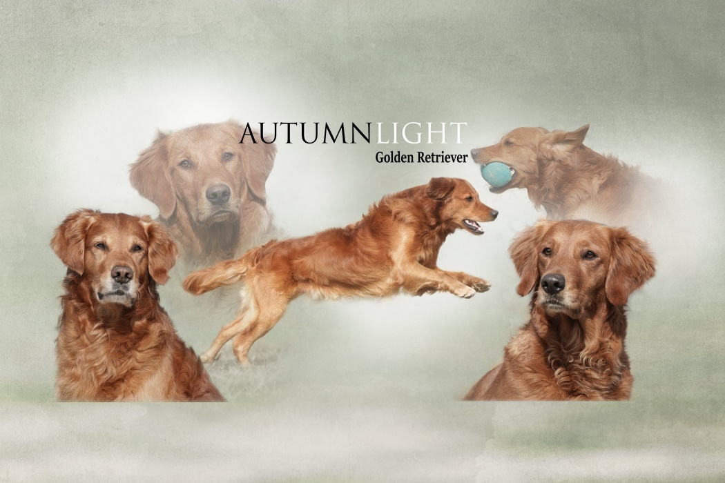 Autumnlight Golden Retriever