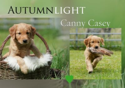 Autumnlight Golden Retriever