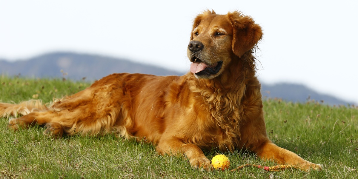 Autumnlight Golden Retriever