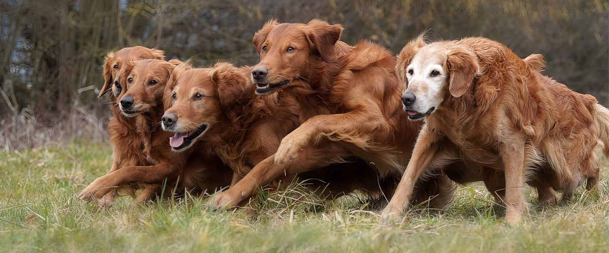 Autumnlight Golden Retriever