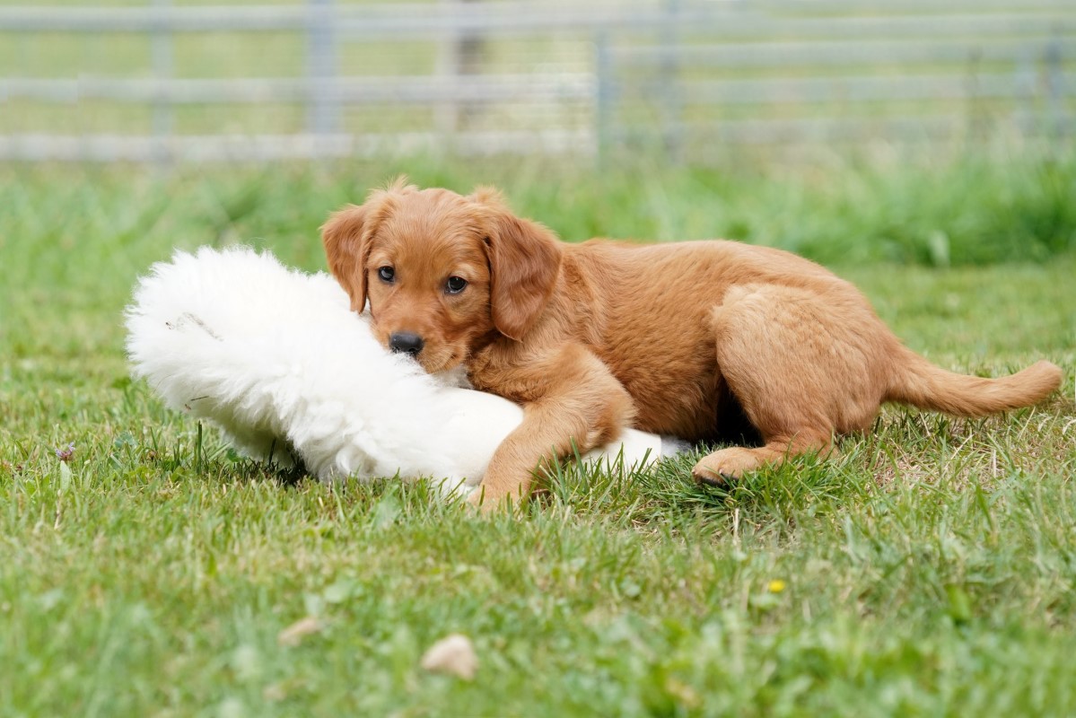 Autmnlight Golden Retriever