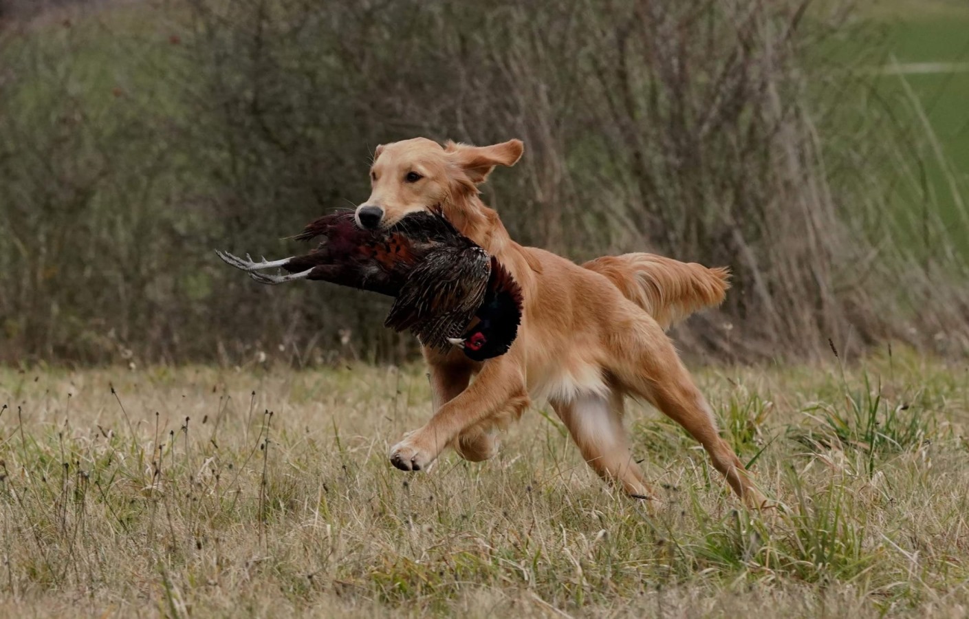 Autmnlight Golden Retriever