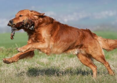 Autumnlight Golden Retriever