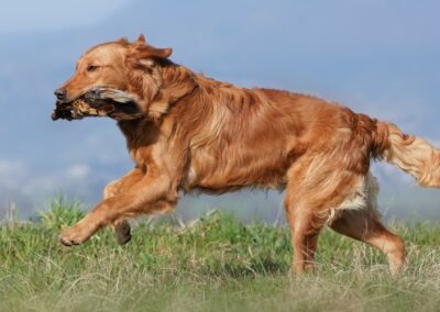 Autumnlight Golden Retriever