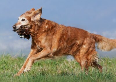 Autumnlight Golden Retriever