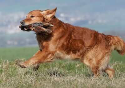 Autumnlight Golden Retriever